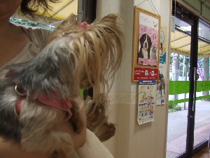2008_0901 はる0037.jpg