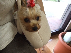 2008_0901 はる0040.jpg