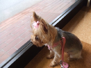 2008_0901 はる0045.jpg