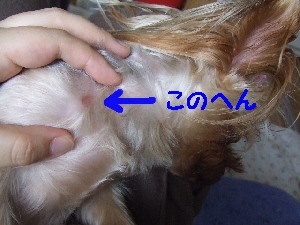 2008_0901 はる0050.jpg