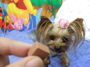 2008_0901 はる0056.jpg
