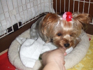 2008_0901 はる0060.jpg