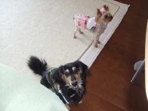 2008_0902 はる0049.jpg