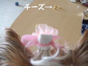 2008_0902 はる0050.jpg