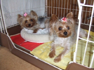2008_0911 はる0042.jpg