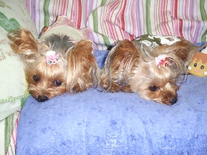 2008_0911 はる0048.jpg