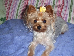 2008_0916 はる0040.jpg