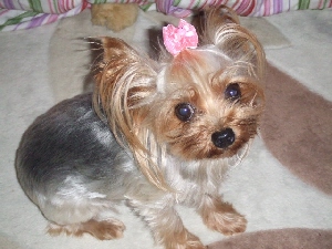 2008_0916 はる0045.jpg
