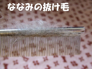 2008_0925 はる0043.jpg