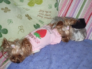 2008_0929 はる0042.jpg