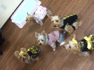 2008_1001 はる0010.jpg