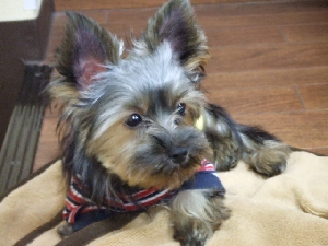 2008_1001 はる0013.jpg