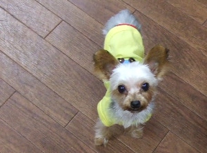 2008_1001 はる0015.jpg