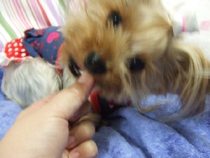 2008_1001 はる0085.jpg
