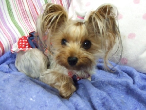 2008_1001 はる0087.jpg