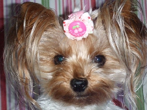 2008_1003 はる0043.jpg