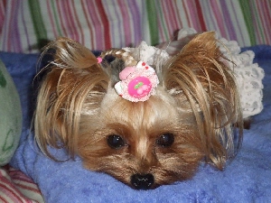 2008_1003 はる0049.jpg