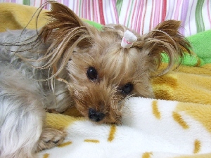 2008_1006 はる0044.jpg