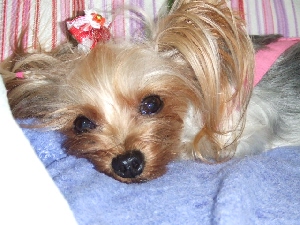 2008_1013 はる0038.jpg