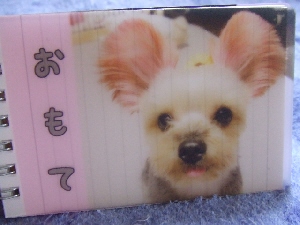 2008_1015 はる0036.jpg