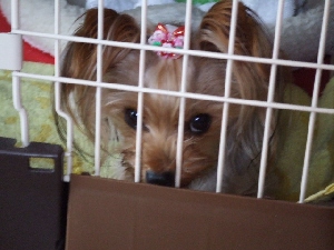 2008_1015 はる0037.jpg