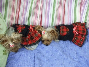 2008_1015 はる0053.jpg