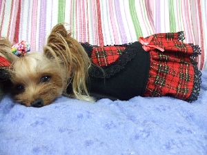 2008_1015 はる0054.jpg