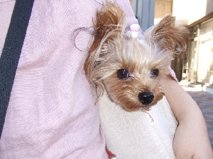 2008_1022 はる0038.jpg