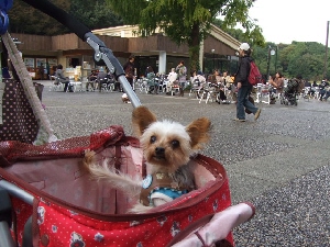 2008_1022 はる0044.jpg