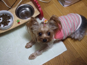 2008_1022 はる0062.jpg