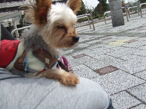 2008_1025 はる0039.jpg