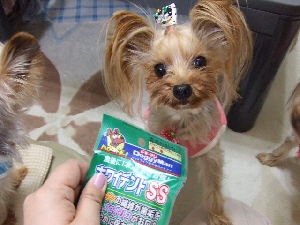2008_1031 はる0012.jpg