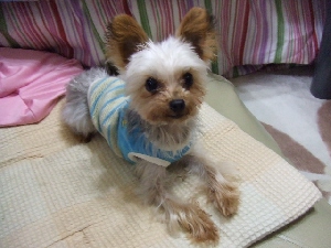 2008_1031 はる0013.jpg