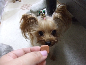2008_1101 はる0004.jpg