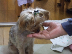 2008_1101 はる0006.jpg
