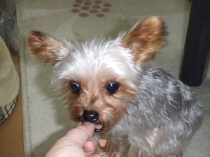 2008_1101 はる0011.jpg