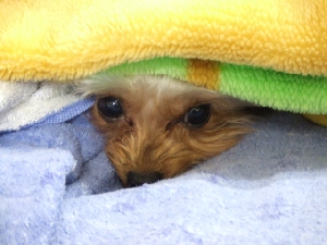 2008_1103 はる0010.jpg