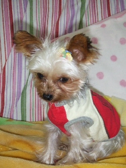2008_1103 はる0019.jpg