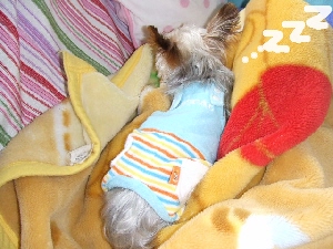 2008_1112 はる0011.jpg