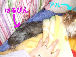 2008_1112 はる0014.jpg