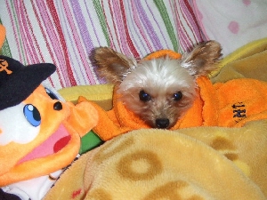 2008_1112 はる0023.jpg