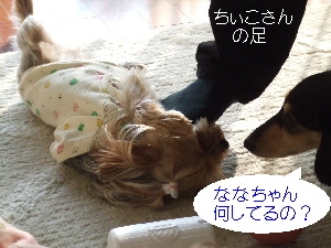 2008_1118 はる0020.jpg