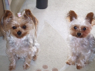 2008_1119 はる0008.jpg