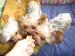 2008_1119 はる0013.jpg