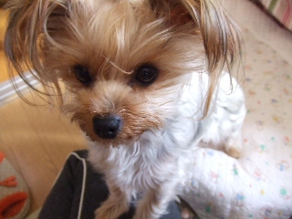 2008_1119 はる0021.jpg