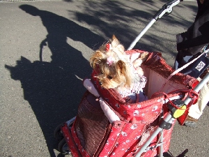 2008_1119 はる0037.JPG