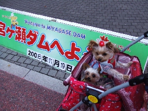 2008_1119 はる0060.jpg