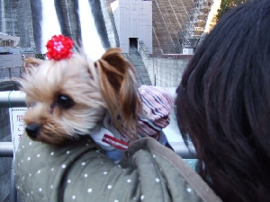 2008_1119 はる0070.jpg