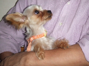 2008_1121 はる0099.jpg