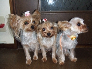 2008_1121 はる0102.jpg